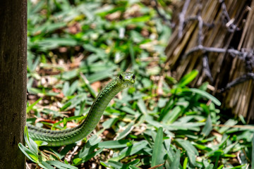 Boomslang snake in the nature, South Africa