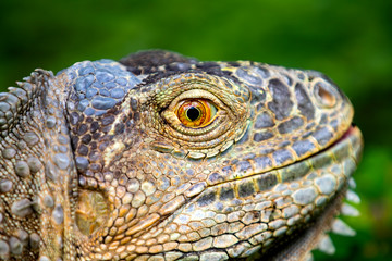 Iguana close-up in the grass, South Africa