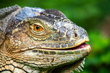 Iguana close-up in the grass, South Africa