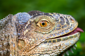 Iguana close-up in the grass, South Africa