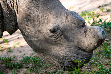 Obraz premium Hornless rhinoceros in a park, South Africa