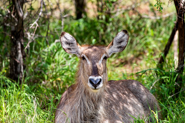 Naklejka na ściany i meble antelope in the savannah, park kruger south africa