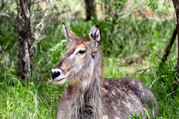 antelope in the savannah, park kruger south africa