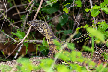  lizard in close up, South Africa