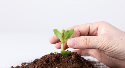 young seed