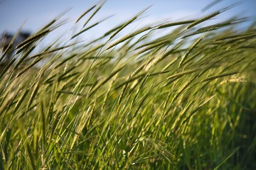 Green wheat ears blowing 