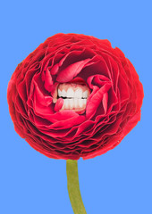 Smile for shining like a spring and being blossom. Alternative red lush rounded flower with ideal smile and white teeth on blue sky-colored background. Modern design. Contemporary pop-art collage.