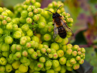 Closeup of a honey bee on yellow flower buds of a holly bush