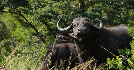 buffalo in the savannah, park kruger south africa