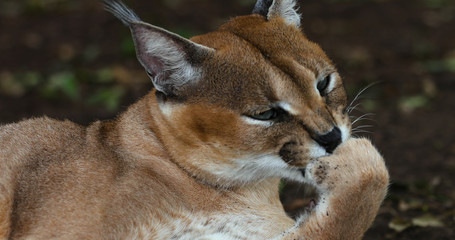 caracal close-up South Africa