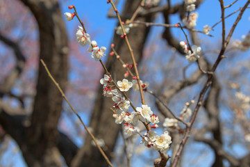 Early blooming White plum blossoms