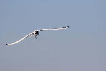 Black Headed Gulls Flying