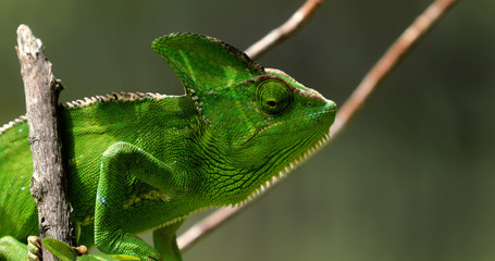 Chameleon in close-up, South Africa - 257867226
