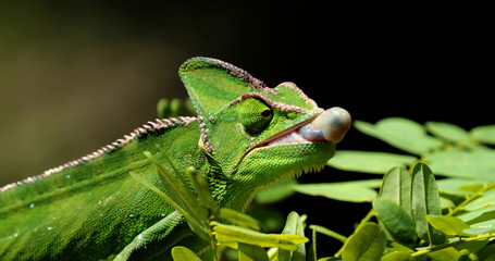 Chameleon eat insect in close-up, South Africa