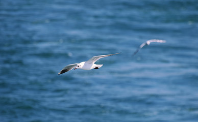 Fototapeta na wymiar Black Headed Gulls Flying