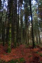 09 Alwen reservoir trees