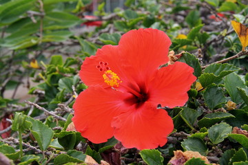 Fototapeta premium Canarias