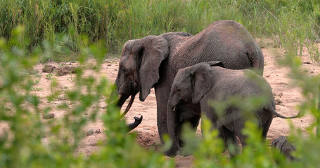 Naklejka na ściany i meble elephant in the savannah, park kruger south africa