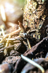 Artificial flower pot close up view on the dark background. Green leaves of a room decor plant with stones.