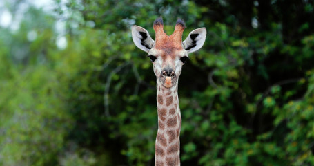 giraffe in the savannah, park kruger south africa - 257868221