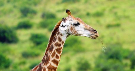 giraffe in the savannah, park kruger south africa