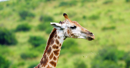 giraffe in the savannah, park kruger south africa