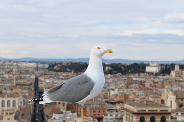 Seagull in Italy