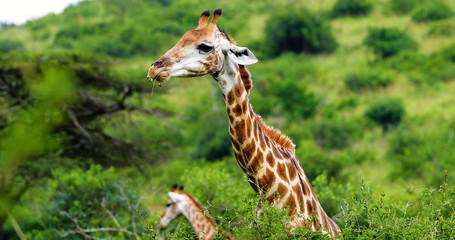 giraffe in the savannah, park kruger south africa