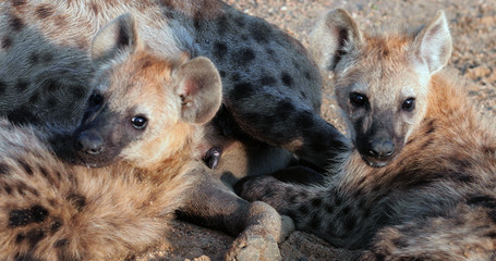 hyena in the kruger park during a photo safari, South Africa
