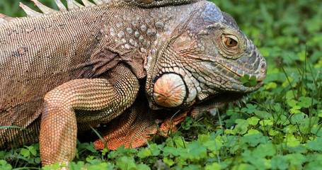 Iguana close-up in the grass, South Africa