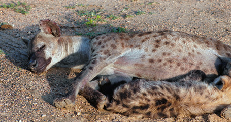 hyena in the kruger park during a photo safari, South Africa