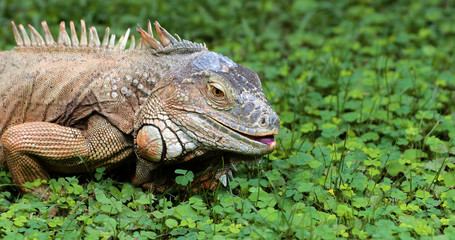 Iguana close-up in the grass, South Africa