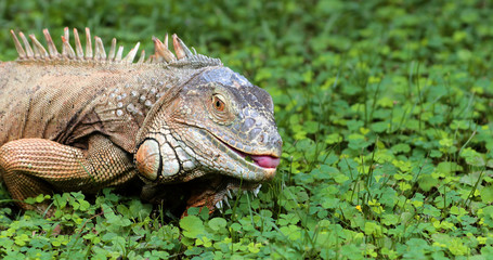 Iguana close-up in the grass, South Africa