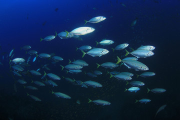 Fototapeta na wymiar Mackerel fish 