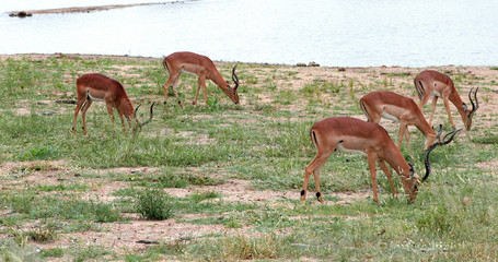 impala in the savannah, park kruger south africa