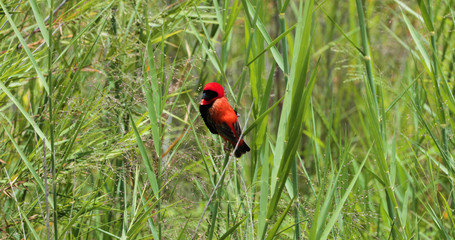 bird "red bishop" in the grass, kruger park, south africa