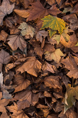 Background of ground brown orange fall autumn leaves floor fores.