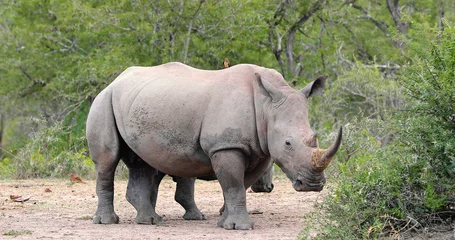 Foto op Plexiglas rhinoceros in kruger park in south africa © Fly_and_Dive