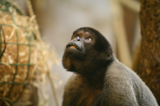 DIE 282 BESTEN BILDER, STOCK-FOTOS UND -VEKTORGRAFIKEN ZU „Monky ...