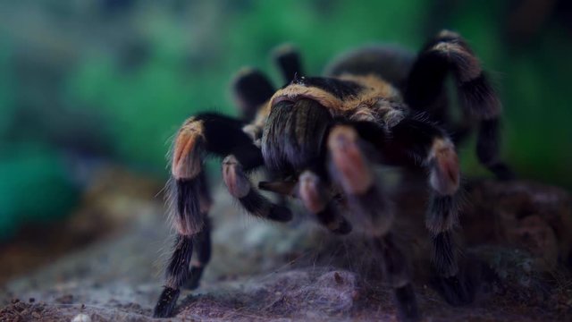 The tarantula spider stopped motionless