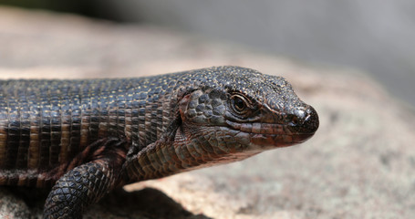 lizard 