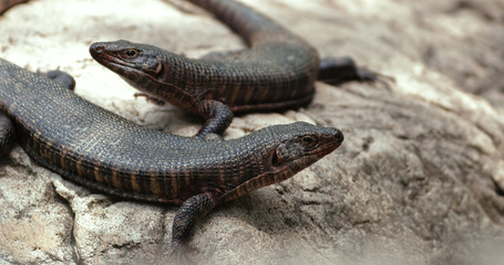 lizard 