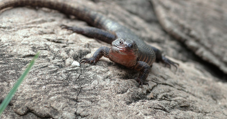 lizard 