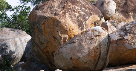 little antelope 