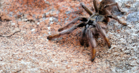 tarantula on a rock close up