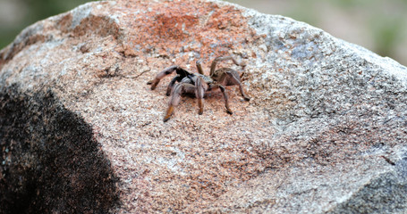 tarantula on a rock close up