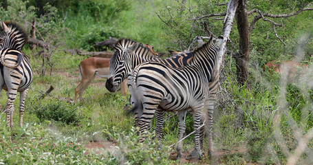 zebras in the savannah in south africa