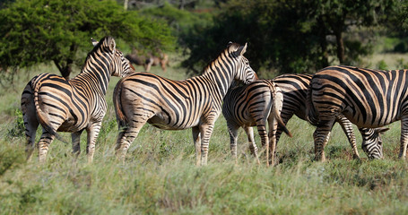 zebras in the savannah in south africa