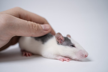 Hand of a man stroking a white baby rat that sits on a white background
