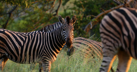 zebras in the savannah in south africa